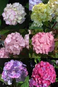 Preziosa Multi Color Hydrangea - 1 Gallon Pot -Plant Promotion Store Hydrangea Preziosa 19