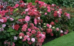 Preziosa Multi Color Hydrangea - 1 Gallon Pot -Plant Promotion Store Hydrangea Preziosa 7