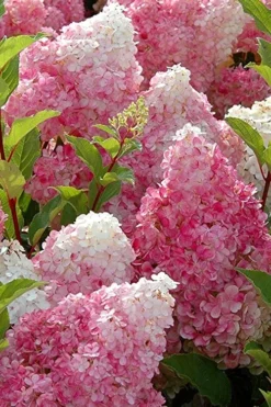 Strawberry Sundae Hydrangea - 1 Gallon Pot -Plant Promotion Store Hydrangea Strawberry Sundae Flowers 3
