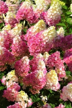 Strawberry Sundae Hydrangea - 1 Gallon Pot -Plant Promotion Store Hydrangea Strawberry Sundae Flowers 5
