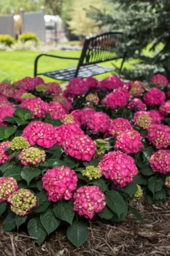 Summer Crush Endless Summer Hydrangea - 1 Gallon Pot 15 Summer Crush Endless Summer Hydrangea - 1 Gallon Pot -Plant Promotion Store Hydrangea Summer Crush Endless Summer 3 1