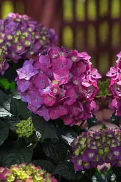 Summer Crush Endless Summer Hydrangea - 1 Gallon Pot 13 Summer Crush Endless Summer Hydrangea - 1 Gallon Pot -Plant Promotion Store Hydrangea Summer Crush Endless Summer 4 1