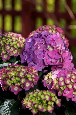 Summer Crush Endless Summer Hydrangea - 6 Gallon Pot 16 Summer Crush Endless Summer Hydrangea - 6 Gallon Pot -Plant Promotion Store Hydrangea Summer Crush Endless Summer 5