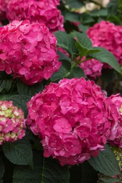 Summer Crush Endless Summer Hydrangea - 6 Gallon Pot 12 Summer Crush Endless Summer Hydrangea - 6 Gallon Pot -Plant Promotion Store Hydrangea Summer Crush Endless Summer 6