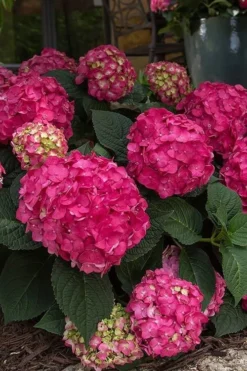 Summer Crush Endless Summer Hydrangea - 1 Gallon Pot 17 Summer Crush Endless Summer Hydrangea - 1 Gallon Pot -Plant Promotion Store Hydrangea Summer Crush Endless Summer 7 1