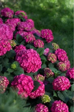 Summer Crush Endless Summer Hydrangea - 6 Gallon Pot 14 Summer Crush Endless Summer Hydrangea - 6 Gallon Pot -Plant Promotion Store Hydrangea Summer Crush Endless Summer 9