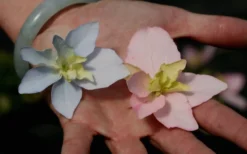 Tuff Stuff Ah-Ha Mountain Hydrangea - 3 Gallon Pot -Plant Promotion Store Hydrangea Tuff Stuff 3