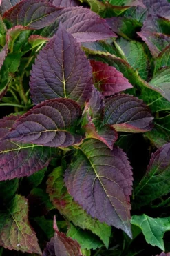 Tuff Stuff Ah-Ha Mountain Hydrangea - 3 Gallon Pot -Plant Promotion Store Hydrangea Tuff Stuff 4