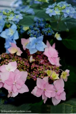 Tuff Stuff Ah-Ha Mountain Hydrangea - 3 Gallon Pot -Plant Promotion Store Hydrangea Tuff Stuff 5
