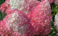 Vanilla Strawberry Hydrangea - 3 Gallon Pot -Plant Promotion Store Hydrangea Vanilla Strawberry 2