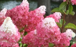 Vanilla Strawberry Hydrangea - 3 Gallon Pot -Plant Promotion Store Hydrangea Vanilla Strawberry 3