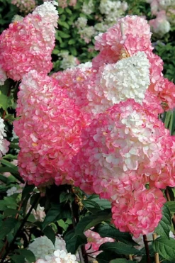 Vanilla Strawberry Hydrangea - 1 Gallon Pot 12 Vanilla Strawberry Hydrangea - 1 Gallon Pot -Plant Promotion Store Hydrangea Vanilla Strawberry BS 1