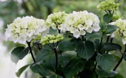 Zebra Hydrangea - 1 Gallon Pot -Plant Promotion Store Hydrangea Zebra Flowers