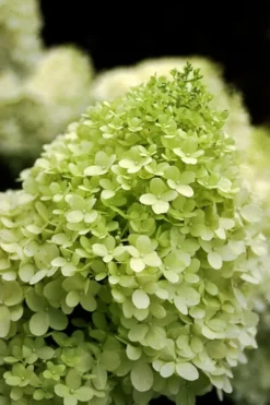 Limelight PeeGee Hydrangea - 7 Gallon Pot (3-4') -Plant Promotion Store Hydrangea limelightf BS 1