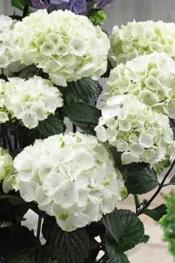 Zebra Hydrangea - 1 Gallon Pot -Plant Promotion Store Hydrangrea Zebra 12