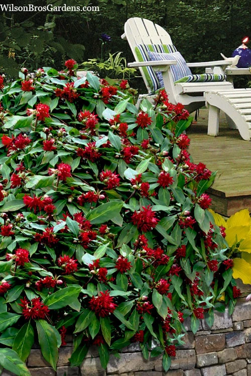 Miss Scarlett Florida Anise - Illicium Floridanum - 2 Gallon Pot 1 Miss Scarlett Florida Anise - Illicium Floridanum - 2 Gallon Pot