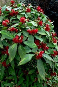 Miss Scarlett Florida Anise (Illicium Floridanum) - 3 Gallon Pot -Plant Promotion Store Illicium floridanum miss scarlet anise 102