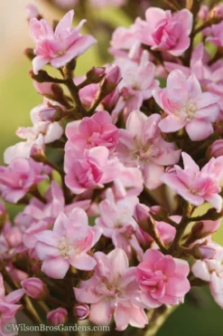 Rosalinda Indian Hawthorn Single Trunk Tree - 7 Gallon Pot (6-7') -Plant Promotion Store Indian Hawthorne Rosalinda 6