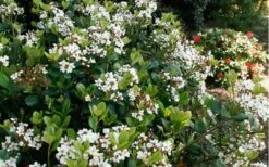 Spring Sonata Indian Hawthorne - 2 Gallon Pot -Plant Promotion Store Indian Hawthorne Spring Sonata 2