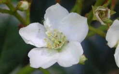 Spring Sonata Indian Hawthorne - 2 Gallon Pot -Plant Promotion Store Indian Hawthorne Spring Sonata Flower Closeup