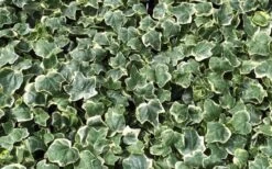 Anne Marie White Variegated Ivy (Hedera Helix) - 10 Count Flat Of Pint Pots -Plant Promotion Store Ivy Anne Marie 1