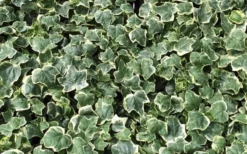 Anne Marie White Variegated Ivy (Hedera Helix) - 6 Pack Of 2.5" Pots 9 Anne Marie White Variegated Ivy (Hedera Helix) - 6 Pack Of 2.5" Pots -Plant Promotion Store Ivy Anne Marie