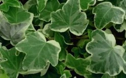 Anne Marie White Variegated Ivy (Hedera Helix) - 10 Count Flat Of Pint Pots -Plant Promotion Store Ivy Anne Marie 50 1