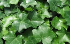 English Ivy (Hedera Helix) - 36 Pack Of 3.5" Pots 8 English Ivy (Hedera Helix) - 36 Pack Of 3.5" Pots -Plant Promotion Store Ivy English 1 1
