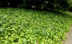 English Ivy (Hedera Helix) - 36 Pack Of 3.5" Pots 9 English Ivy (Hedera Helix) - 36 Pack Of 3.5" Pots -Plant Promotion Store Ivy English 2