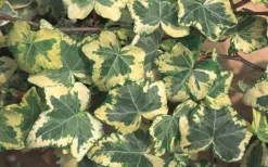 Golden Ingot Ivy - Hedera Helix - 3 Pack Of Pint Pots -Plant Promotion Store Ivy Golden Ingot