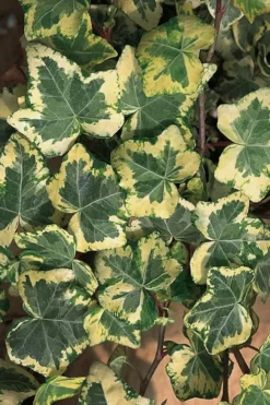 Golden Ingot Ivy - Hedera Helix - 3 Pack Of Pint Pots