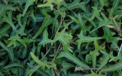 Needlepoint Ivy (Hedera Helix) - 5 Pack Of Pint Pots 8 Needlepoint Ivy (Hedera Helix) - 5 Pack Of Pint Pots -Plant Promotion Store Ivy Needlepoint 50