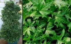 Needlepoint Ivy (Hedera Helix) - 5 Pack Of Pint Pots 9 Needlepoint Ivy (Hedera Helix) - 5 Pack Of Pint Pots -Plant Promotion Store Ivy Needlepoint Combo