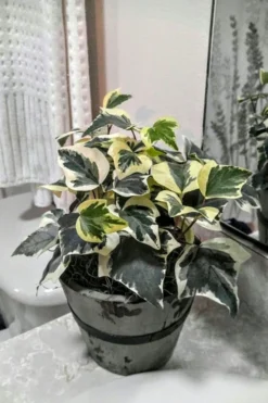 Variegated Algerian Ivy (Hedera Algeriensis 'Gloire De Marengo') - 5 Pack Of Pint Pots -Plant Promotion Store Ivy Variegated Algerian 5