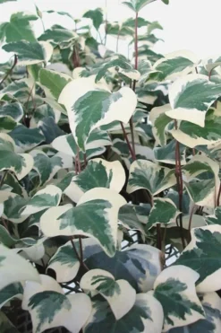 Variegated Algerian Ivy (Hedera Algeriensis 'Gloire De Marengo') - 5 Pack Of Pint Pots -Plant Promotion Store Ivy Variegated Algerian 500x750 1