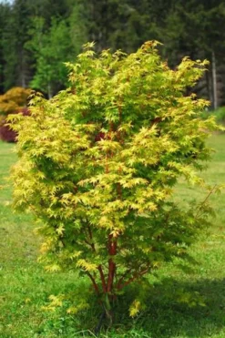 Beni Kawa Coral Bark Japanese Maple - 3 Gallon Pot -Plant Promotion Store Japanese Maple Beni Kawa 1