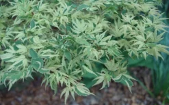 Butterfly Japanese Maple - 2 Gallon Pot -Plant Promotion Store Japanese Maple Butterfly 3