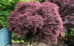 Crimson Queen Dwarf Japanese Maple (High Graft Tree Form) - 2 Gallon Pot -Plant Promotion Store Japanese Maple Crimson Queen 22