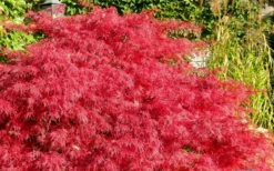 Crimson Queen Dwarf Japanese Maple (High Graft Tree Form) - 1 Gallon Pot -Plant Promotion Store Japanese Maple Crimson Queen 51 2