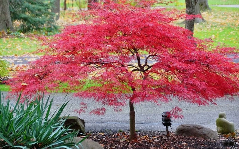Inaba Shidare Red Japanese Maple - 3 Gallon Pot 5 Inaba Shidare Red Japanese Maple - 3 Gallon Pot - Image 5