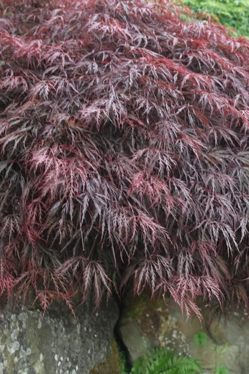 Inaba Shidare Red Japanese Maple - 3 Gallon Pot 4 Inaba Shidare Red Japanese Maple - 3 Gallon Pot - Image 4