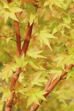 Japanese Sunrise Japanese Maple - 3 Gallon Pot -Plant Promotion Store Japanese Maple Japanese Sunrise Bark 500x700 1