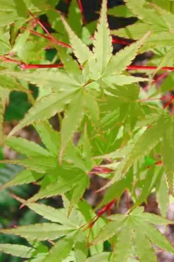 Japanese Sunrise Japanese Maple - 3 Gallon Pot -Plant Promotion Store Japanese Maple Japanese Sunrise Spring 500x700 1