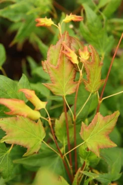 Mitsuba Yama Japanese Maple - 5 Gallon Pot 8 Mitsuba Yama Japanese Maple - 5 Gallon Pot -Plant Promotion Store Japanese Maple Mitsuba Yama 1
