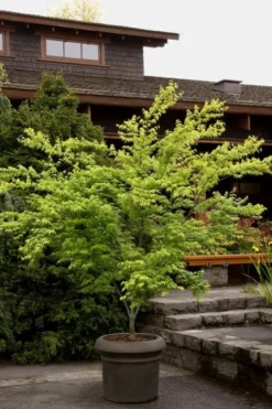 Mitsuba Yama Japanese Maple - 5 Gallon Pot 9 Mitsuba Yama Japanese Maple - 5 Gallon Pot -Plant Promotion Store Japanese Maple Mitsuba Yama 3