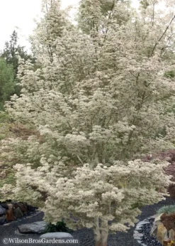 Ukigumo Floating Cloud Ghost Japanese Maple - 7 Gallon Pot -Plant Promotion Store Japanese Maple Okigumo 15