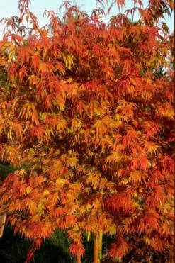 Orange Flame Japanese Maple - 2 Gallon Pot 9 Orange Flame Japanese Maple - 2 Gallon Pot -Plant Promotion Store Japanese Maple Orange Flame 12