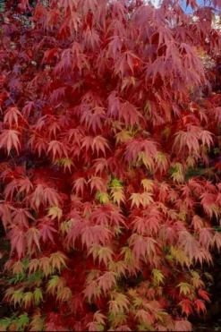 Orange Flame Japanese Maple - 2 Gallon Pot 10 Orange Flame Japanese Maple - 2 Gallon Pot -Plant Promotion Store Japanese Maple Orange Flame 13