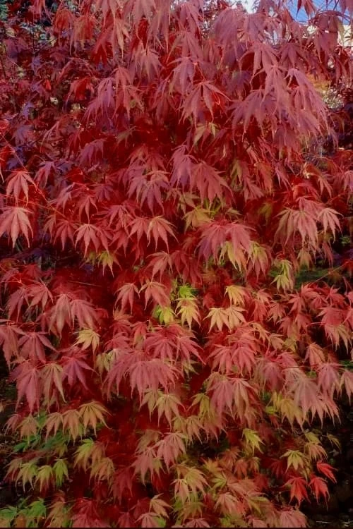 Orange Flame Japanese Maple - 2 Gallon Pot 5 Orange Flame Japanese Maple - 2 Gallon Pot - Image 5