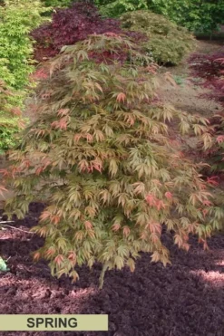 Orange Flame Japanese Maple - 2 Gallon Pot 11 Orange Flame Japanese Maple - 2 Gallon Pot -Plant Promotion Store Japanese Maple Orange Flame Spring Color